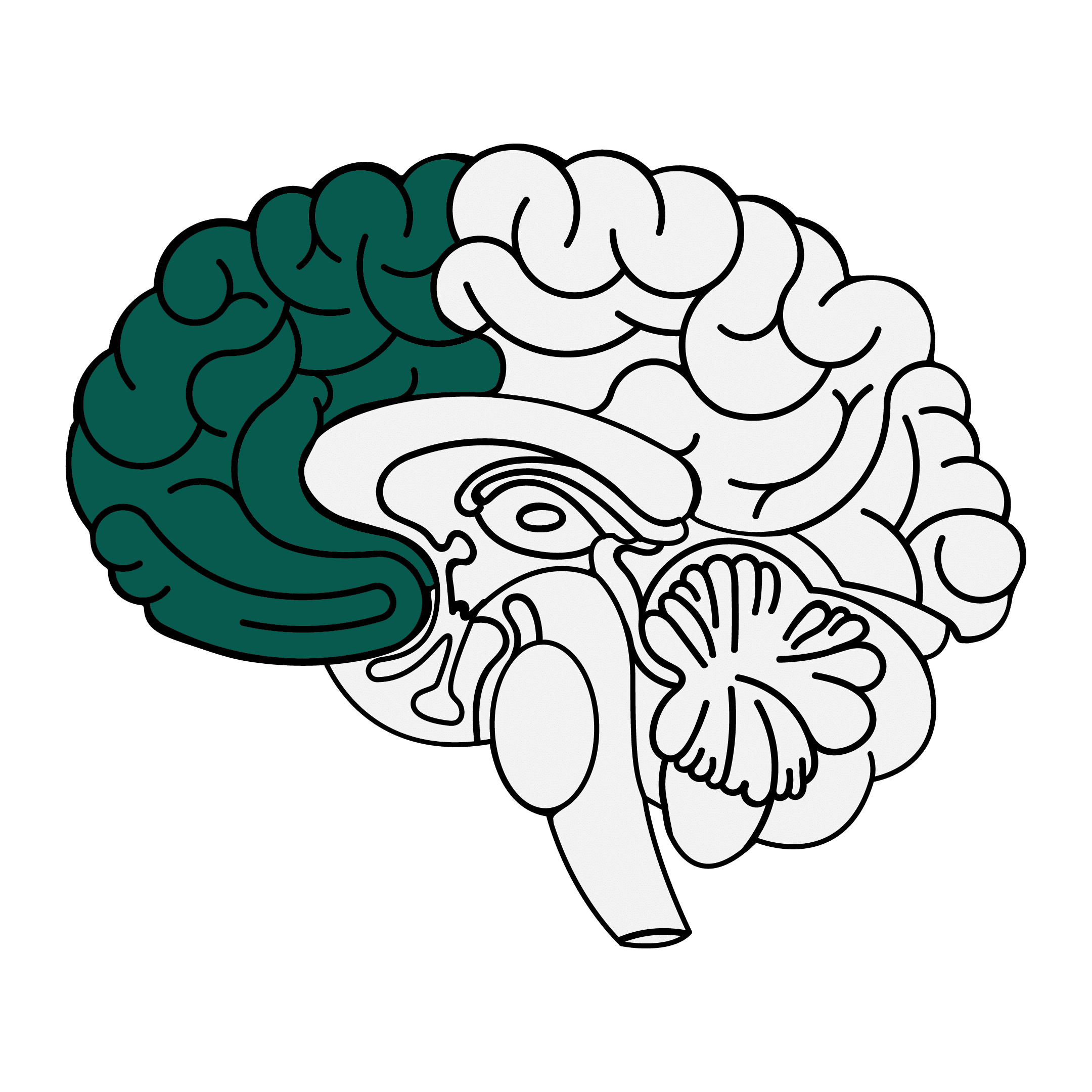 illustration of the brain highlighting the frontal lobe